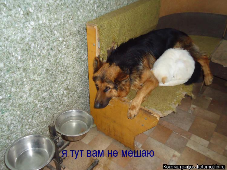 Котоматрица: я тут вам не мешаю