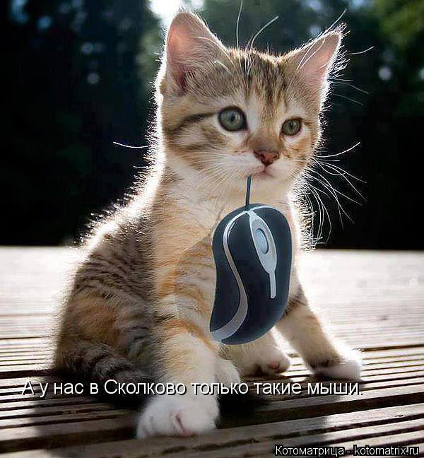 Котоматрица: А у нас в Сколково только такие мыши.