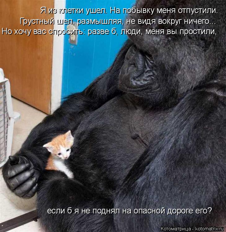 Котоматрица: если б я не поднял на опасной дороге его? Я из клетки ушел. На побывку меня отпустили. Грустный шел, размышляя, не видя вокруг ничего... Но хочу