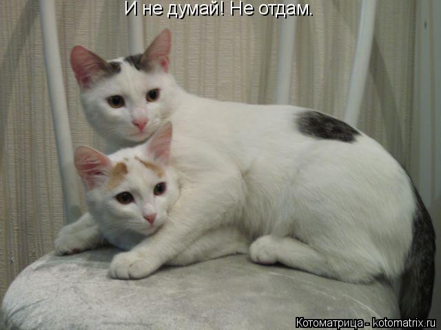 Котоматрица: И не думай! Не отдам.