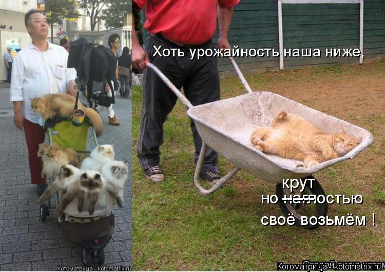 Котоматрица: Хоть урожайность наша ниже, но наглостью своё возьмём ! ------ крут