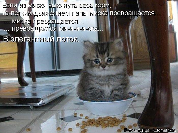Котоматрица: Если из миски выкинуть весь корм,  то легким движением лапы миска превращается… … миска превращается… … превращается ми-и-и-и-ска… В элег