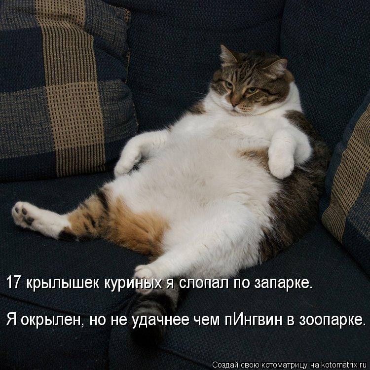 Котоматрица: 17 крылышек куриных я слопал по запарке. Я окрылен, но не удачнее чем пИнгвин в зоопарке.