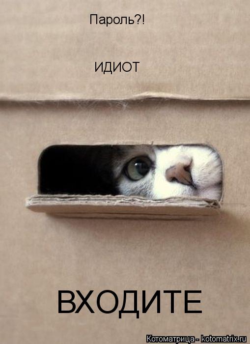 Котоматрица: Пароль?! ИДИОТ ВХОДИТЕ