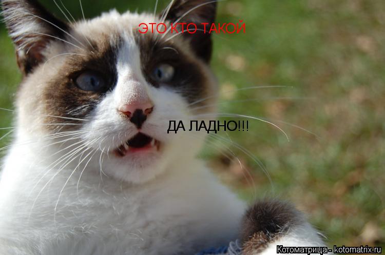 Котоматрица: ЭТО КТО ТАКОЙ ДА ЛАДНО ДА ЛАДНО!!!