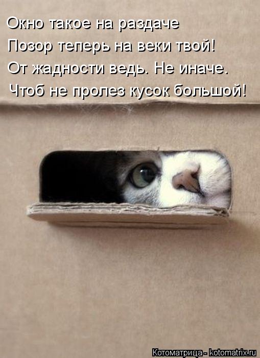 Котоматрица: Окно такое на раздаче Позор теперь на веки твой! От жадности ведь. Не иначе. Чтоб не пролез кусок большой!