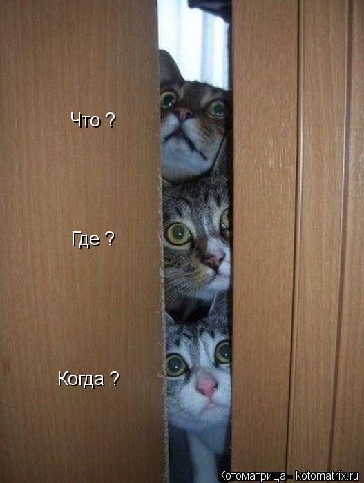 Котоматрица: Что ? Где ? Когда ?