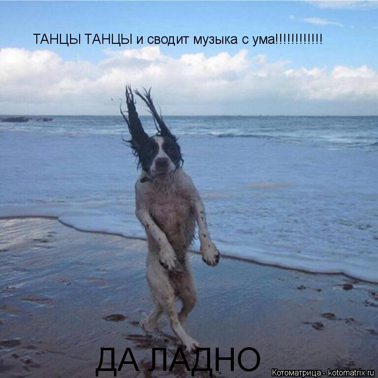 Котоматрица: ТАНЦЫ ТАНЦЫ и сводит музыка с ума!!!!!!!!!!!! ДА ЛАДНО