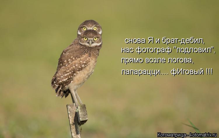 Котоматрица: снова Я и брат-дебил, нас фотограф "подловил", прямо возле логова, папарацци.... фИговый !!!