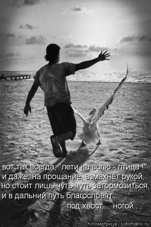 Котоматрица: вот так всегда, "лети на волю - птица !" но стоит лишь чуть-чуть затормозиться, и даже, на прощание, взмахнёт рукой, и в дальний путь благословя