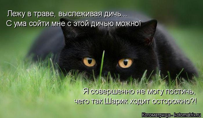 Котоматрица: Лежу в траве, выслеживая дичь... С ума сойти мне с этой дичью можно! Я совершенно не могу постичь, чего так Шарик ходит осторожно?!