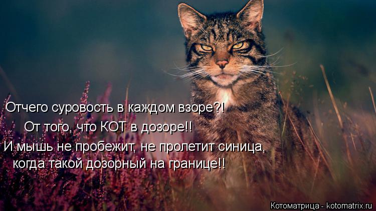 Котоматрица: Отчего суровость в каждом взоре?! От того, что КОТ в дозоре!! И мышь не пробежит, не пролетит синица, когда такой дозорный на границе!!