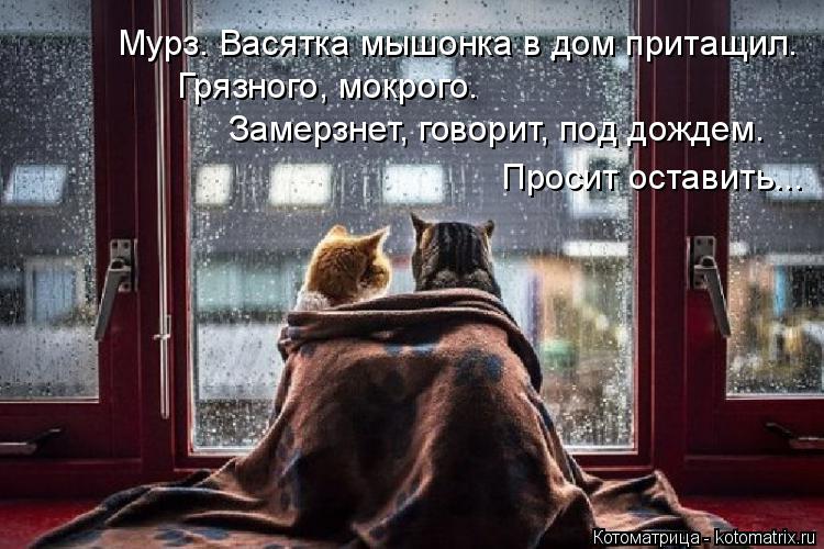 Котоматрица: Замерзнет, говорит, под дождем. Грязного, мокрого.  Мурз. Васятка мышонка в дом притащил. Просит оставить...