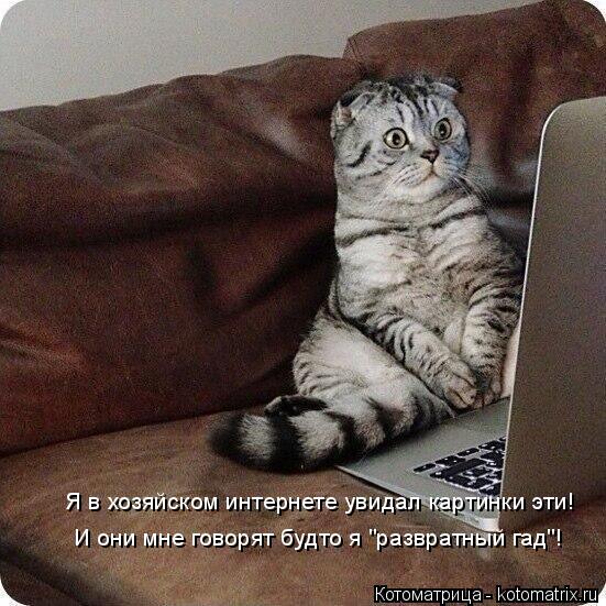 Котоматрица: Я в хозяйском интернете увидал картинки эти! И они мне говорят будто я "развратный гад"!
