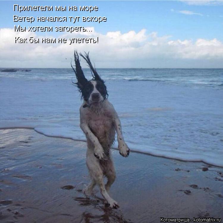 Котоматрица: Прилетели мы на море Ветер начался тут вскоре Мы хотели загореть... Как бы нам не улететь!