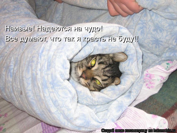 Котоматрица: Наивые! Надеются на чудо! Все думают, что так я красть не буду!!