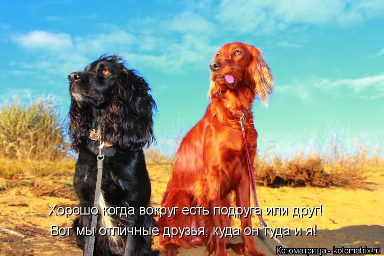 Котоматрица: Хорошо когда вокруг есть подруга или друг! Вот мы отличные друзья, куда он туда и я!