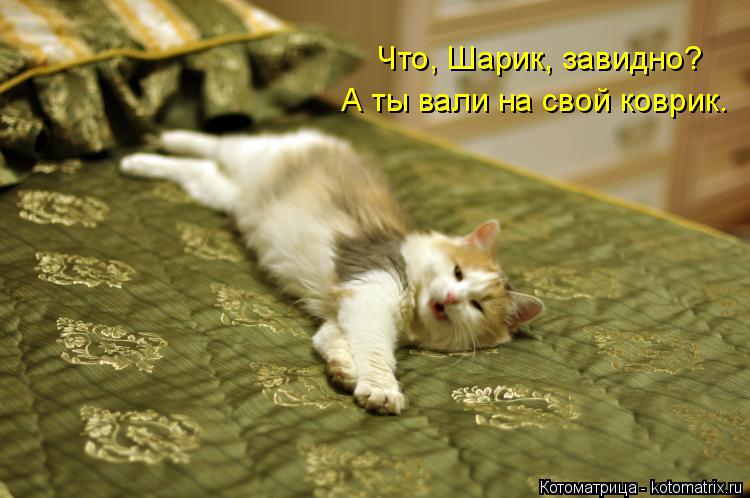 Котоматрица: Что, Шарик, завидно? А ты вали на свой коврик.