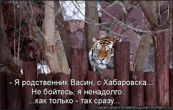 Котоматрица: - Я родственник Васин, с Хабаровска... Не бойтесь, я ненадолго. ...как только - так сразу...