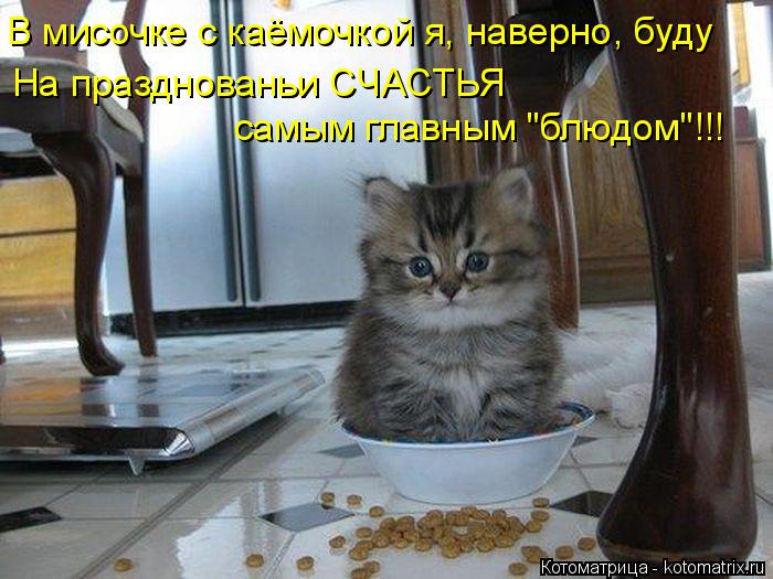 Котоматрица: В мисочке с каёмочкой я, наверно, буду На празднованьи СЧАСТЬЯ  самым главным "блюдом"!!!