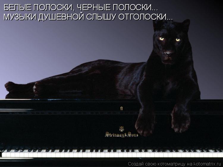 Котоматрица: БЕЛЫЕ ПОЛОСКИ, ЧЕРНЫЕ ПОЛОСКИ... МУЗЫКИ ДУШЕВНОЙ СЛЫШУ ОТГОЛОСКИ...