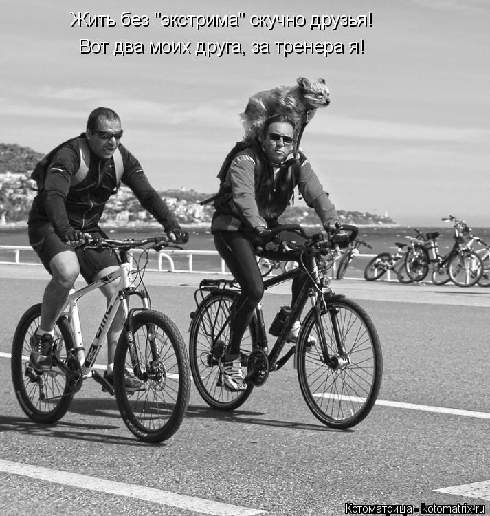Котоматрица: Жить без "экстрима" скучно друзья! Вот два моих друга, за тренера я!