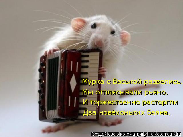 Котоматрица: Мурка с Васькой развелись.  Мы отплясывали рьяно. И торжественно расторгли Два новёхоньких баяна.