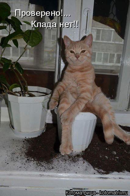 Котоматрица: Проверено!... Клада нет!!