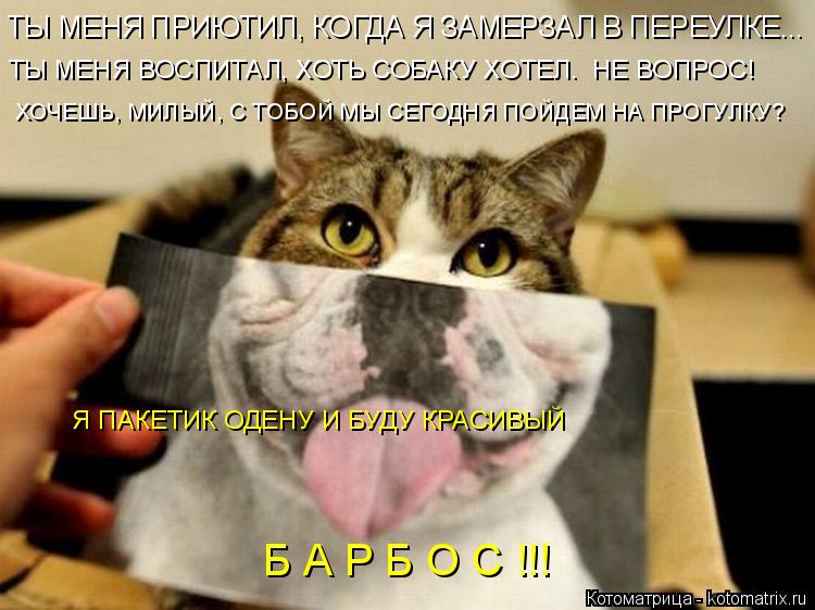 Котоматрица: ХОЧЕШЬ, МИЛЫЙ, С ТОБОЙ МЫ СЕГОДНЯ ПОЙДЕМ НА ПРОГУЛКУ? ТЫ МЕНЯ ПРИЮТИЛ, КОГДА Я ЗАМЕРЗАЛ В ПЕРЕУЛКЕ... ТЫ МЕНЯ ВОСПИТАЛ, ХОТЬ СОБАКУ ХОТЕЛ.  НЕ В