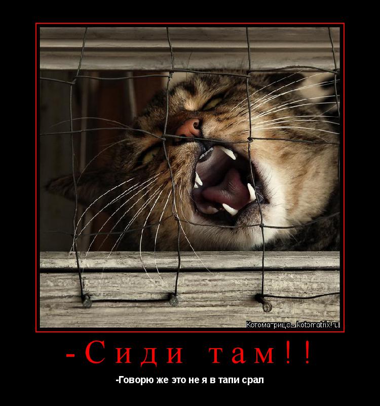 Котоматрица: -Сиди там!! -Говорю же это не я в тапи срал