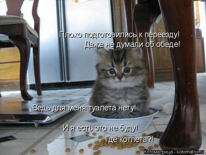 Котоматрица: Плохо подготовились к переезду! Даже не думали об обеде! И я есть это не буду! Где котлета?! Ведь для меня туалета нету!
