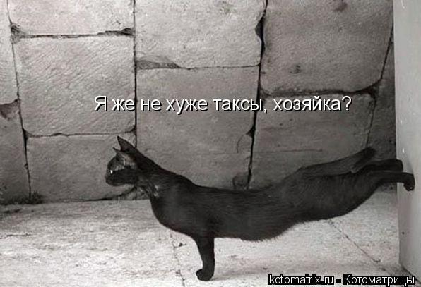 Котоматрица: Я же не хуже таксы, хозяйка?