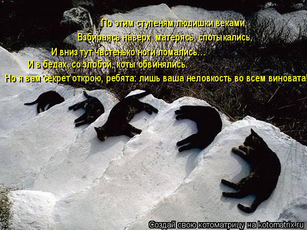 Котоматрица: Но я вам секрет открою, ребята: лишь ваша неловкость во всем виновата! И в бедах, со злобой, коты обвинялись. И вниз тут частенько ноги ломали