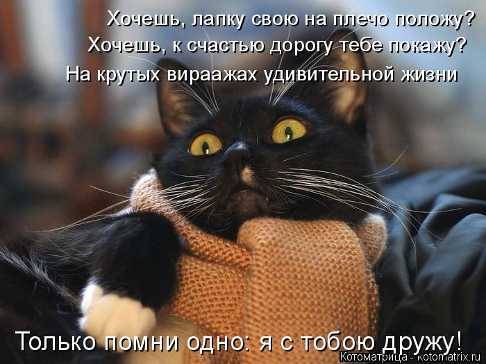 Котоматрица: Хочешь, лапку свою на плечо положу? Хочешь, к счастью дорогу тебе покажу? На крутых вираажах удивительной жизни Только помни одно: я с тобою 