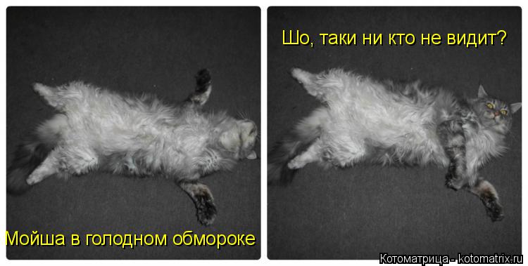 Котоматрица: Мойша в голодном обмороке Шо, таки ни кто не видит?