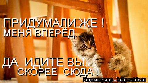 Котоматрица: СКОРЕЕ  СЮДА ! ДА  ИДИТЕ ВЫ.... МЕНЯ ВПЕРЁД... ПРИДУМАЛИ ЖЕ !