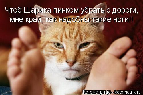 Чтоб Шарика пинком убрать с дороги, мне край, как надобны такие ноги!!... Котоматрица: Чтоб Шарика пинком убрать с дороги, мне край, как надобны такие ноги!!