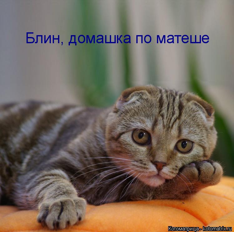 Котоматрица: Блин, домашка по матеше