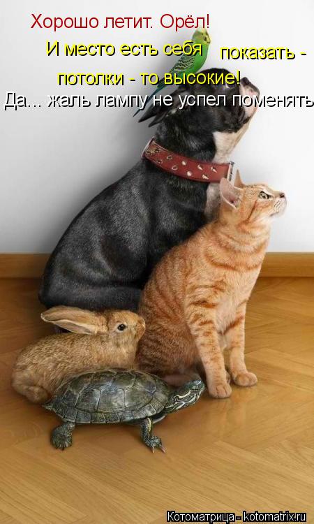Котоматрица: Хорошо летит. Орёл! И место есть себя показать -  потолки - то высокие! Да... жаль лампу не успел поменять