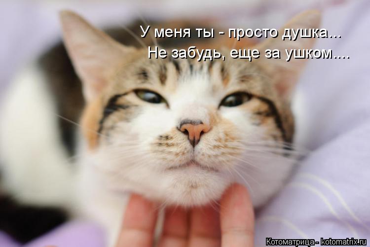Котоматрица: У меня ты - просто душка... Не забудь, еще за ушком....