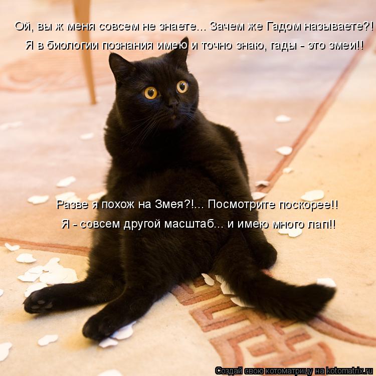 Котоматрица: Ой, вы ж меня совсем не знаете... Зачем же Гадом называете?! Я в биологии познания имею и точно знаю, гады - это змеи!! Разве я похож на Змея?!... По
