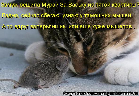 Котоматрица: Замуж решила Мура? За Ваську из пятой квартиры? Ладно, сейчас сбегаю, узнаю у тамошних мышей. А то вдруг валерьянщик, или ещё хуже-мышелов...