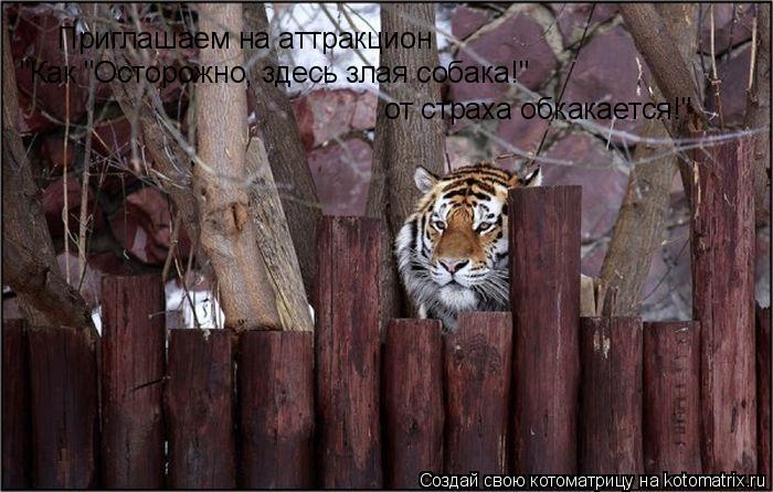 Котоматрица: Приглашаем на аттракцион  "Как "Осторожно, здесь злая собака!"  от страха обкакается!"