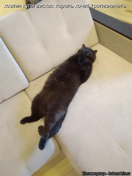 Котоматрица: хозяин купи вискас король хочет тропезничать хозяин купи вискас король хочет тропезничать