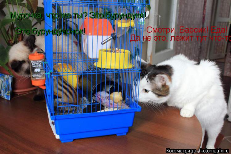 Котоматрица: Смотри, Барсик! Еда! Мурочка, что же ты? Это бурундуки! Да не это, лежит тут что-то... Это бурундучонок!