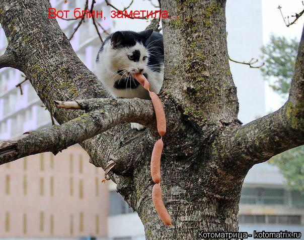Котоматрица: Вот блин, заметила...