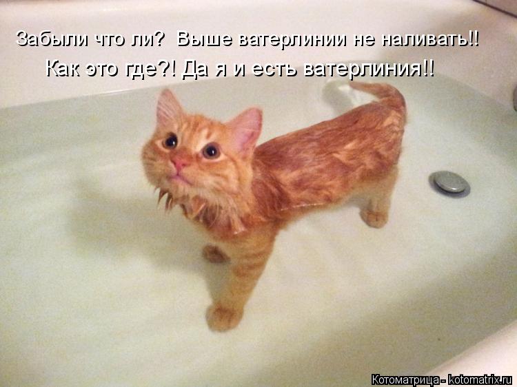 Котоматрица: Забыли что ли?  Выше ватерлинии не наливать!! Как это где?! Да я и есть ватерлиния!!