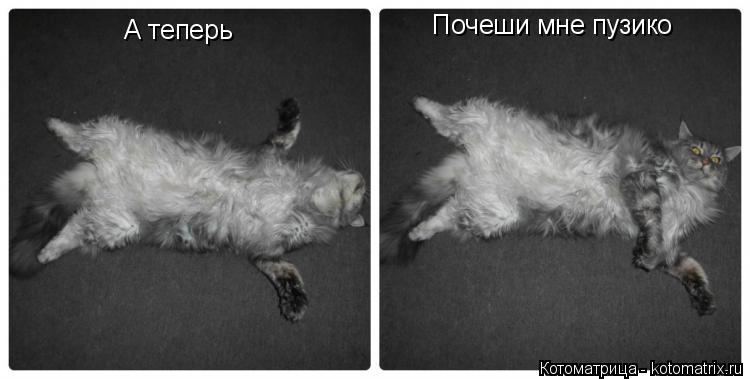 Котоматрица: А теперь Почеши мне пузико