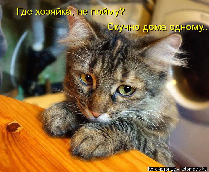 Котоматрица: Где хозяйка, не пойму? Скучно дома одному...