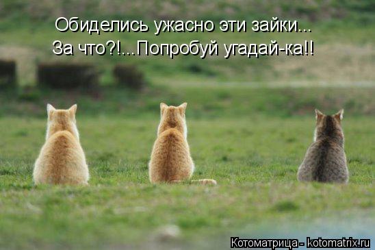 Котоматрица: Обиделись ужасно эти зайки... За что?!...Попробуй угадай-ка!!